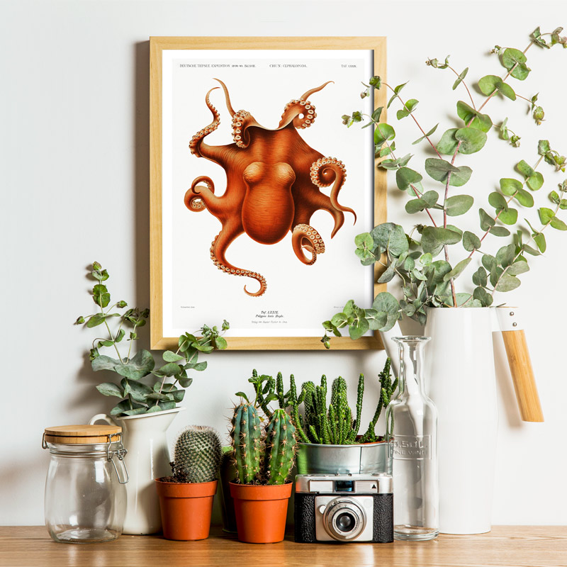 Octopus poster