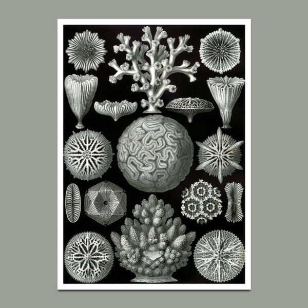 corals poster