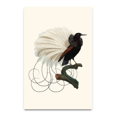 bird illustration poster