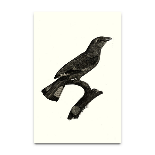 tropical birds posters