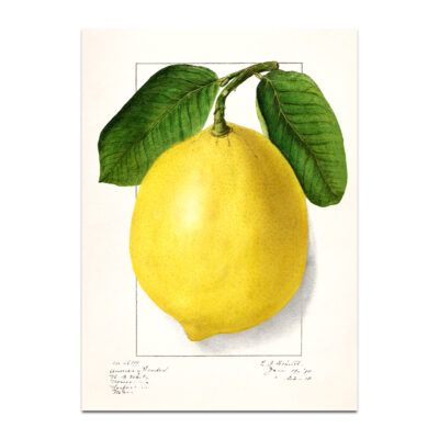 Lemon print illustration