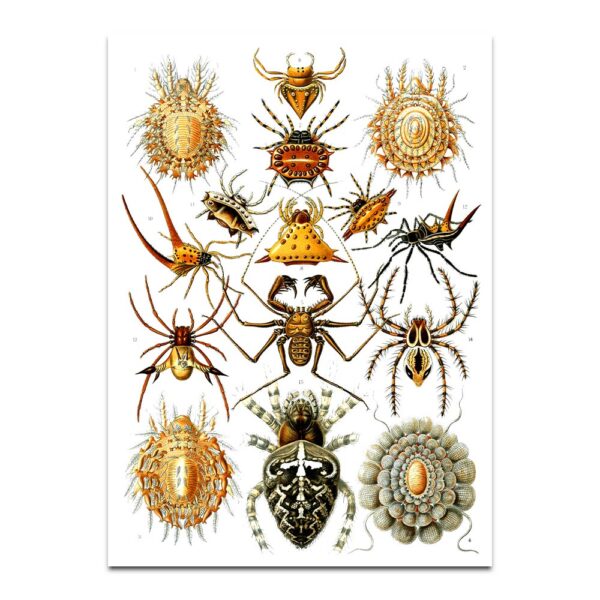 Arachnida illustration