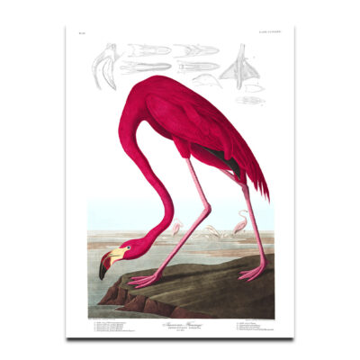 American Flamingo Audubon