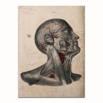 anatomical studies print