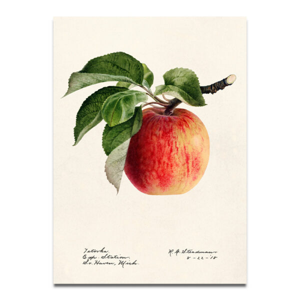 apple botanical prints