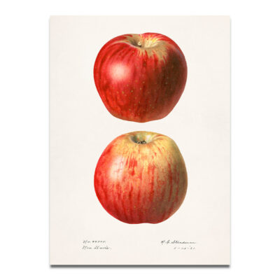 vintage apple fruits illustration