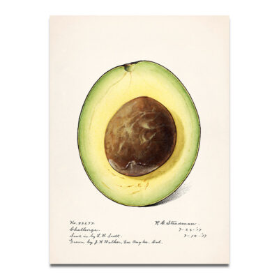 Avocado vintage illustration