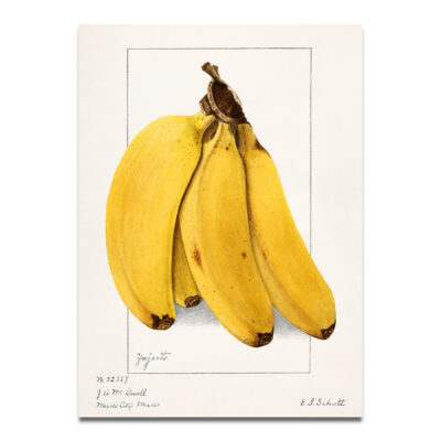 vintage Banana print