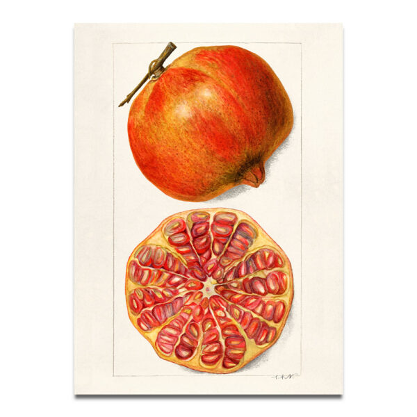 Pomegranate keuken prints