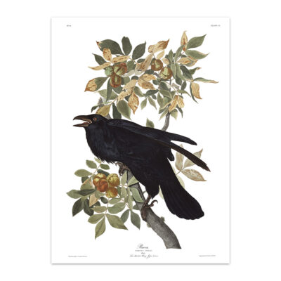 Audubon Birds of America - Raven