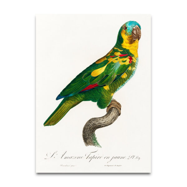 Amazonian parrot poster
