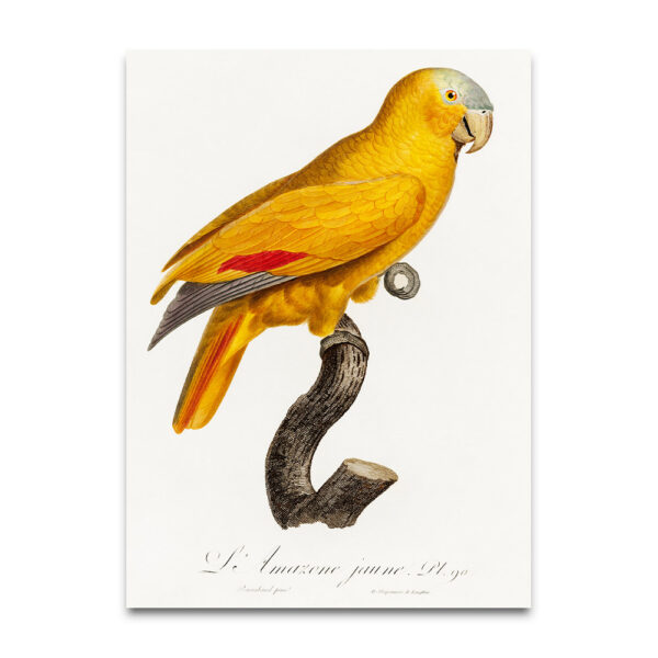 yellow parrot print