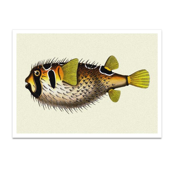 puffer fish print
