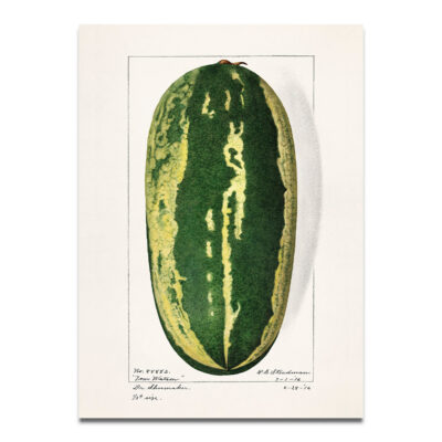 Watermelon illustration print