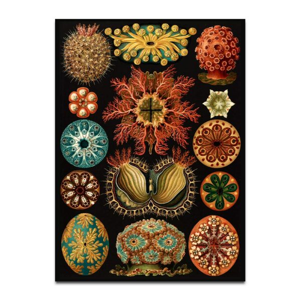 Ascidiae botanical print