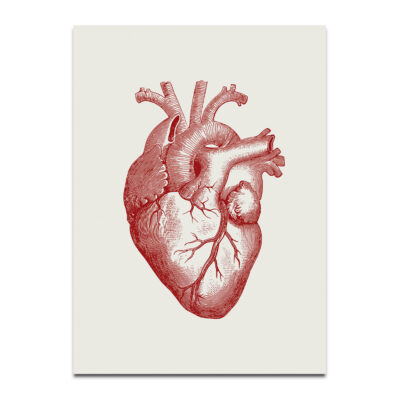 anatomical heart print red