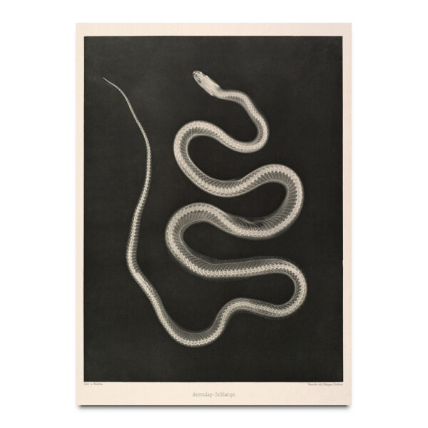 snake x-ray print
