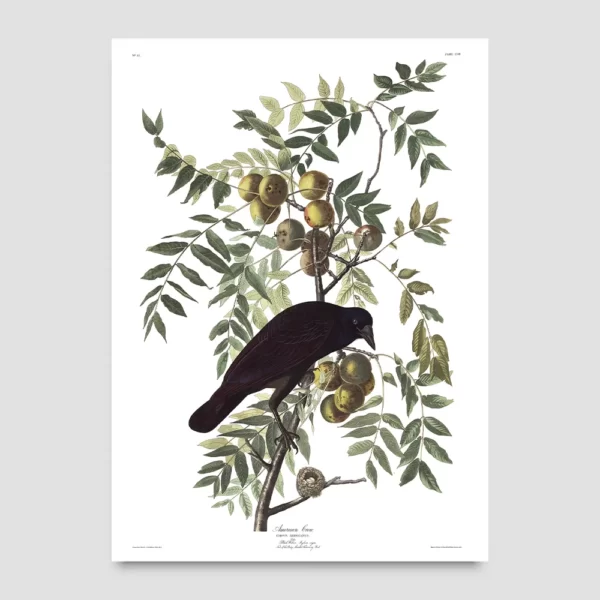 Crow print