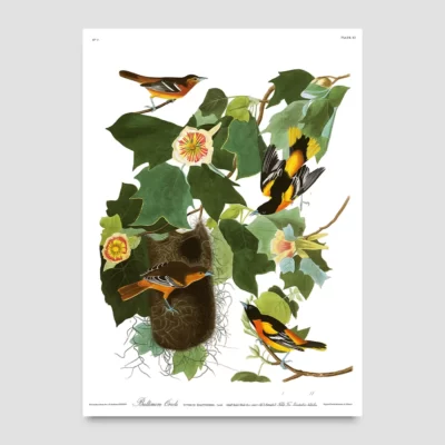 Oriole birds poster