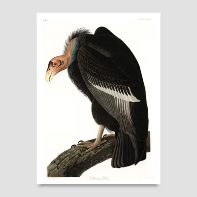 poster of a Vulture