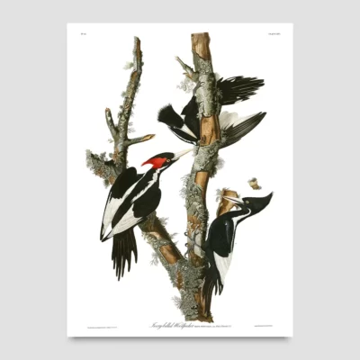 Audubon woodpecker print