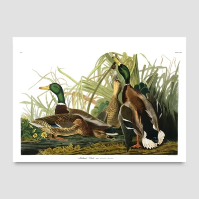 Mallard Duck poster