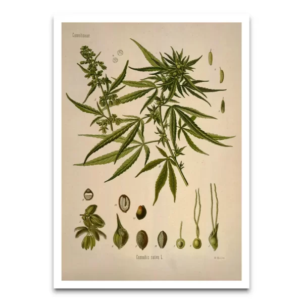 Cannabis plant poster