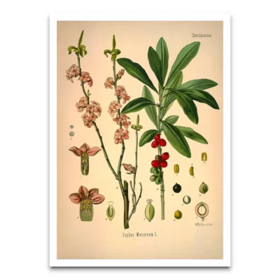 Daphne Mezereum vintage botanical poster