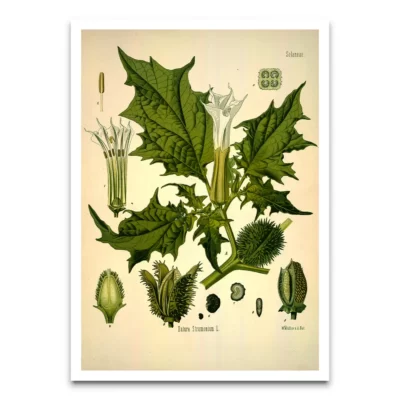 Datura Stramonium poster from Kohlers medizinal pflanzen