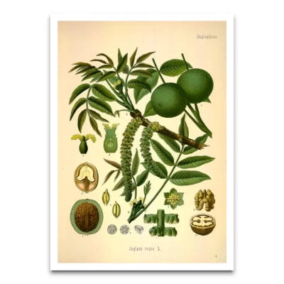 Juglans Regia vintage botanical prints