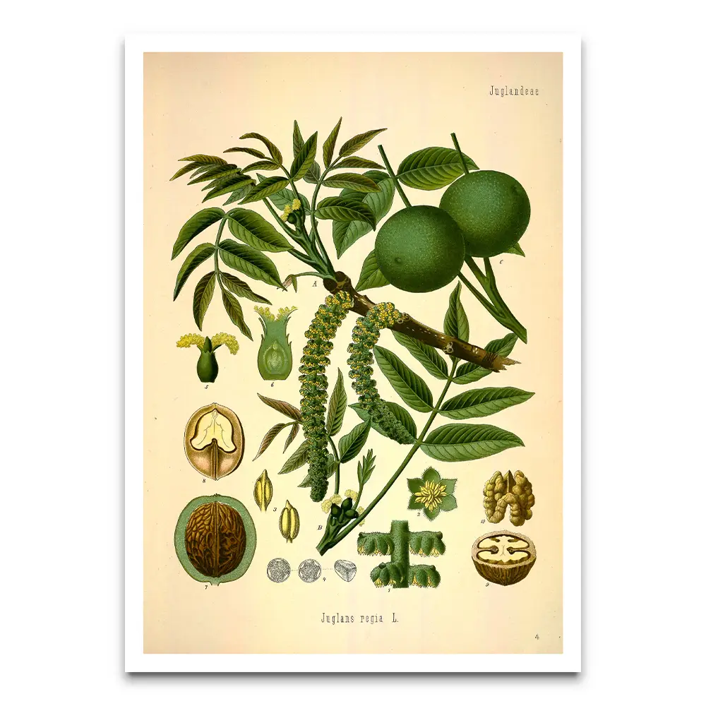Juglans Regia vintage botanical prints