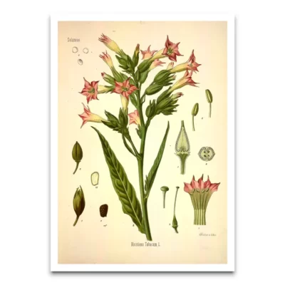 tobacco plant botanical print