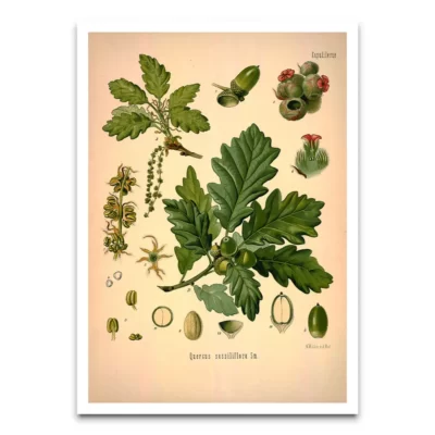 Quercus Sessiliflora poster print