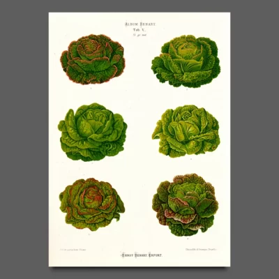 vegetable poster - Ernst Benary
