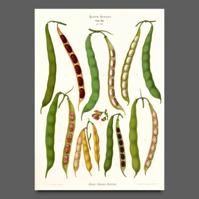 Album Benary Botanical prints