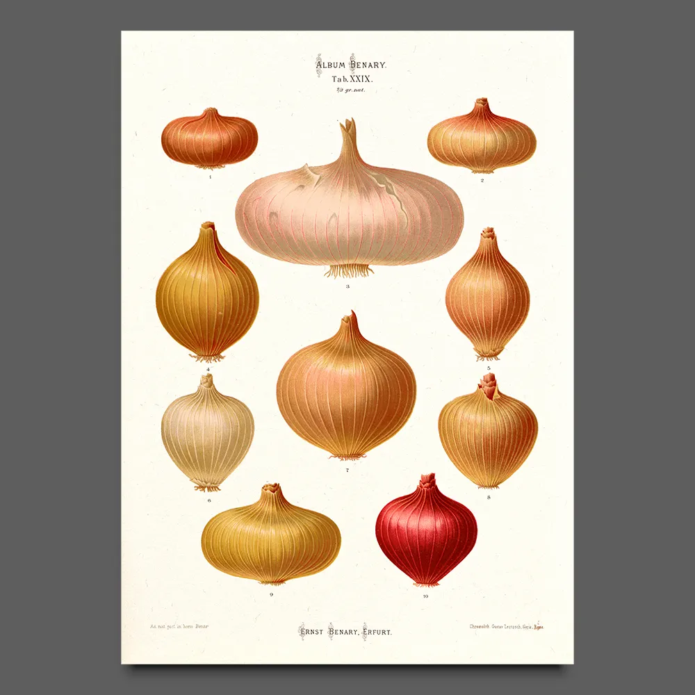 Onions illustration by Ernst Benary