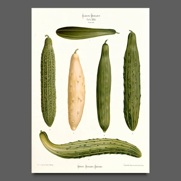 Cucumber poster from Album Benary