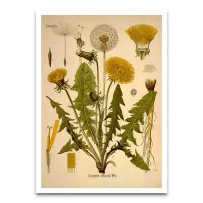 Taraxacum officinale botanical posters
