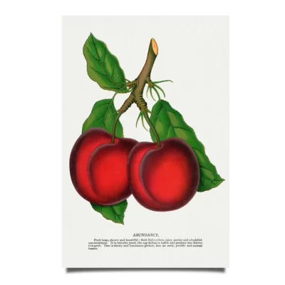 Abundance cherry poster