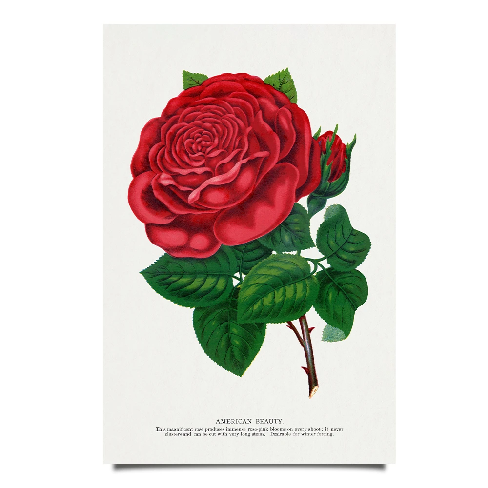 American Beauty flower poster
