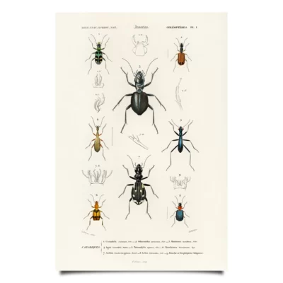 vintage beetle illustrations poster