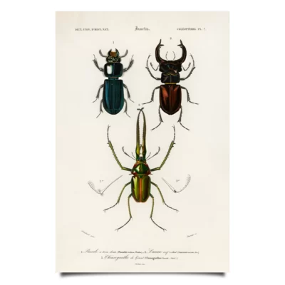 stag beetles poster
