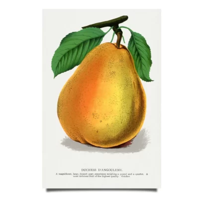 Duchess D'Angouleme pears poster