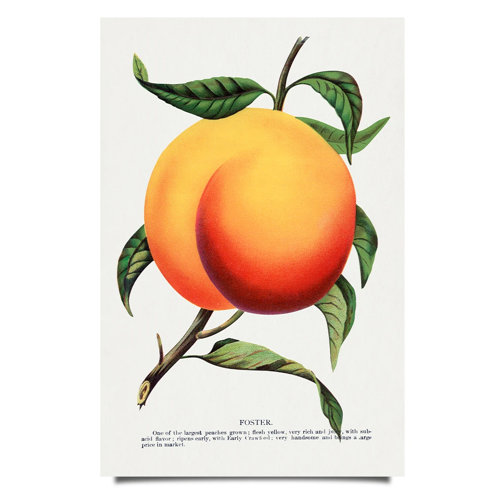 Peach print