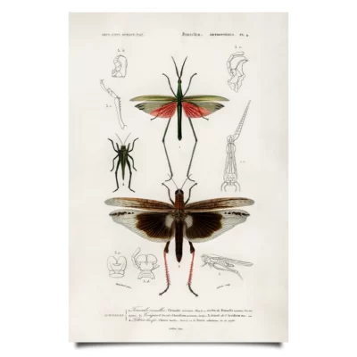 insect posters vintage