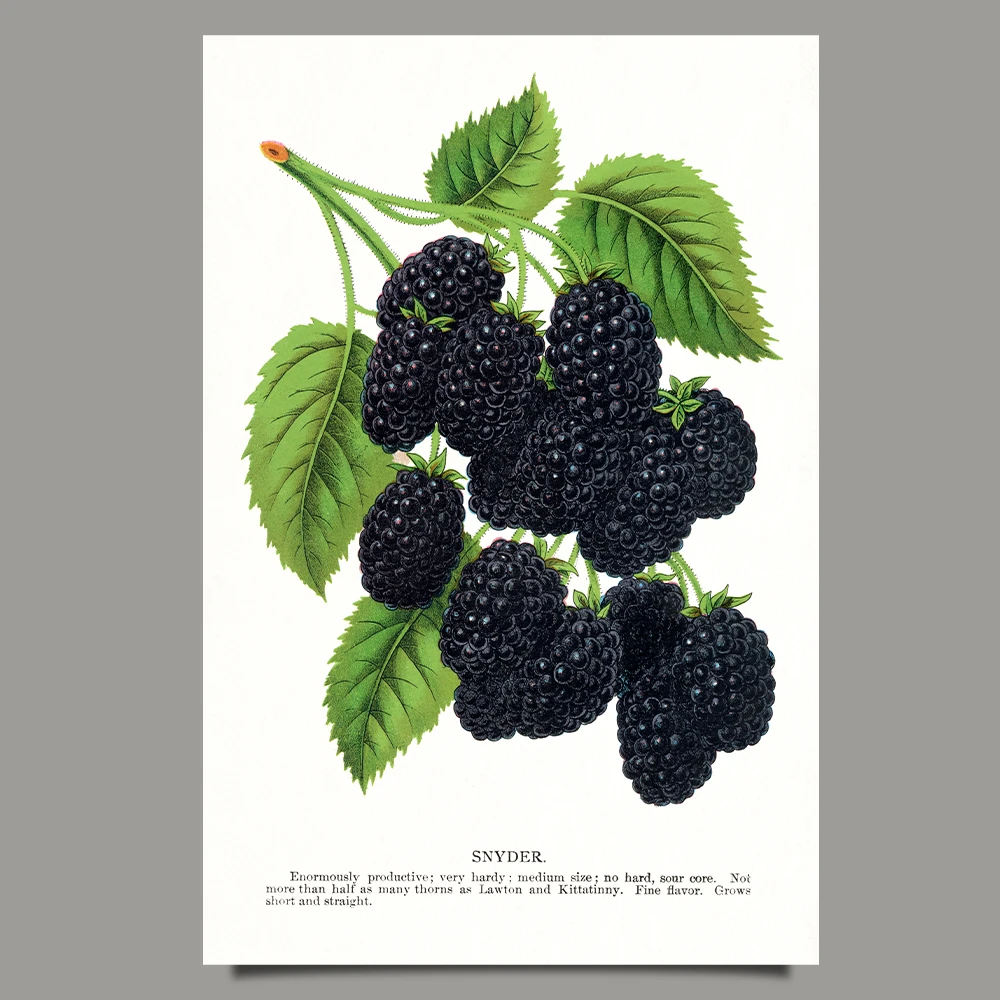 Snyder blackberry poster
