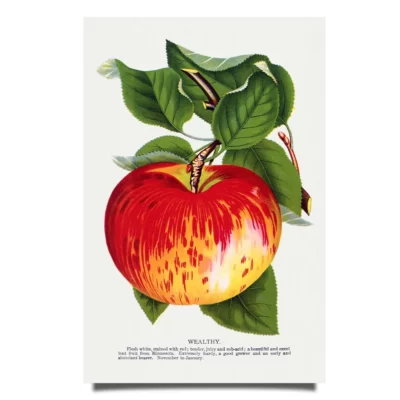 Wealthy apple poster
