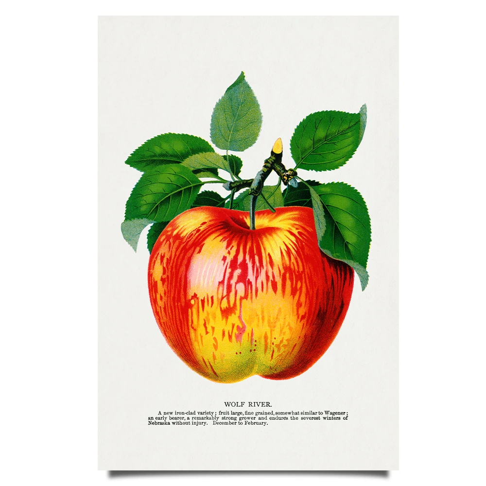 Wolf River apples poster